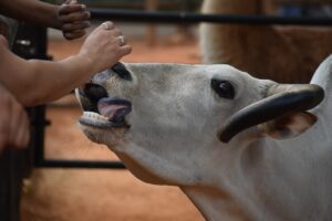 Un animal de la ferme