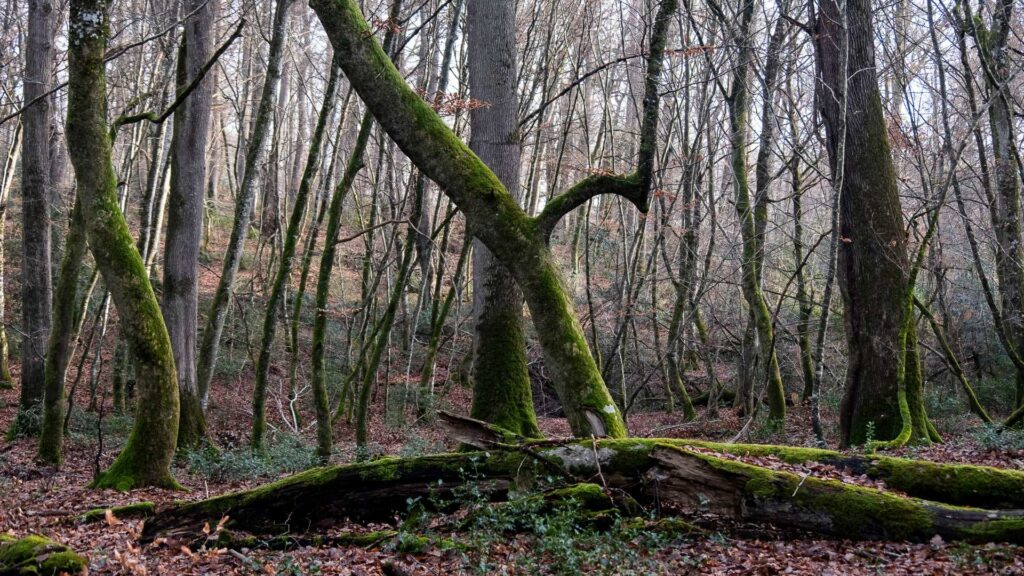 La forêt de Tronçais