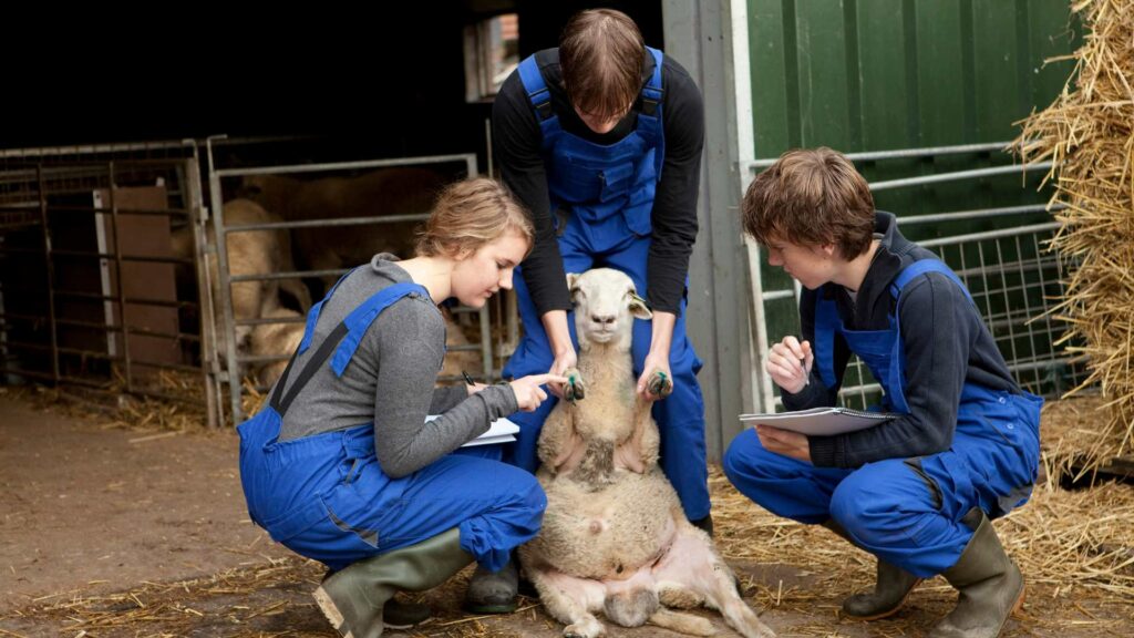 Une ferme pédagogique